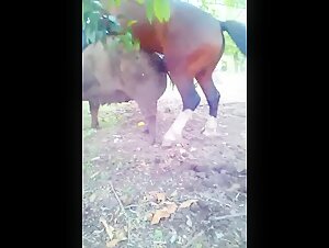 Xxx Cow Bedo - Horse fucks pig sow - Video de Zoofilia - ZoofiliaVids